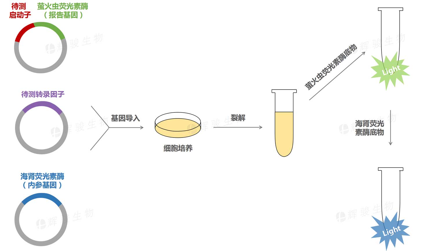 啟動子與轉(zhuǎn)錄因子結(jié)合驗(yàn)證外包服務(wù)_轉(zhuǎn)錄因子驗(yàn)證_雙熒光素酶檢測.jpg