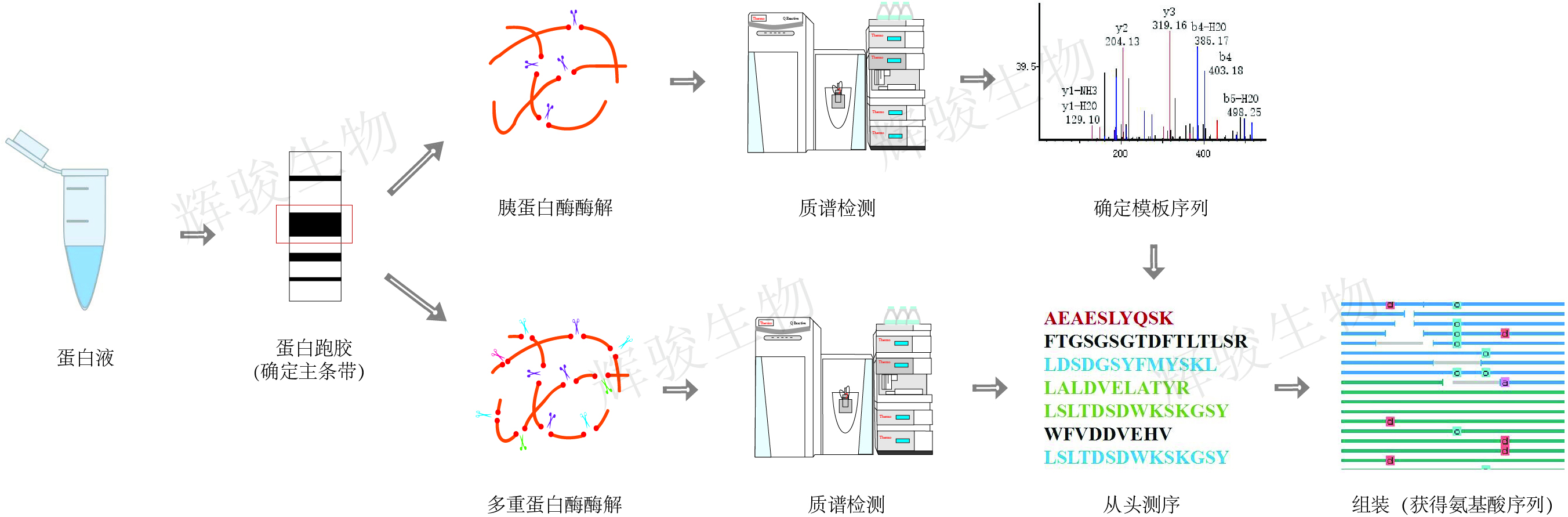 蛋白從頭測序,蛋白測序,蛋白測序價格